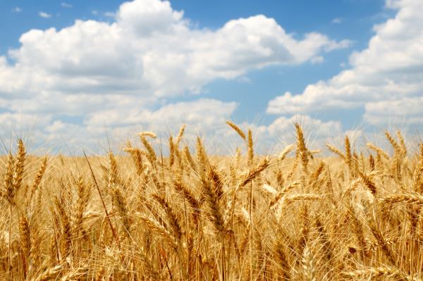 Weekend market report: Corn, wheat steady | idahofb.org