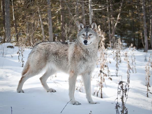 Wolf population estimated for first time in four years | Idaho Farm Bureau